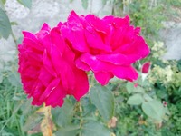 Оксана Викторовна